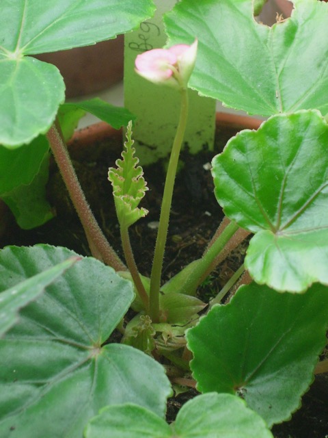 B. nossibea